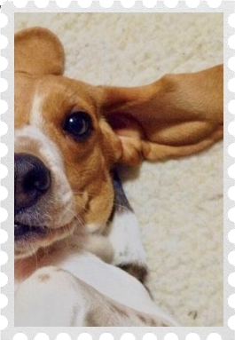 a beagle lying on a rug